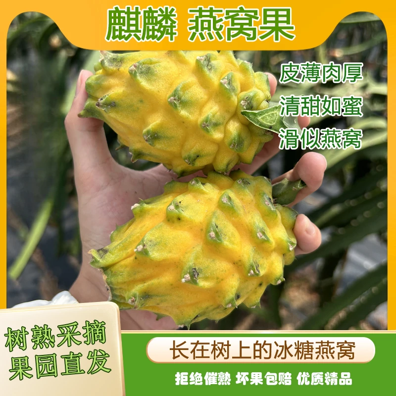 版纳麒麟果燕窝果大果黄皮火龙果新鲜甜膳食纤维孕妇热带奢侈水果