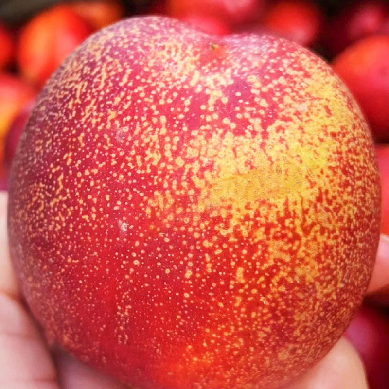 【顺丰冷链】脆甜爆汁砀山黄肉红油桃 新鲜当季桃子 现摘现发 5斤