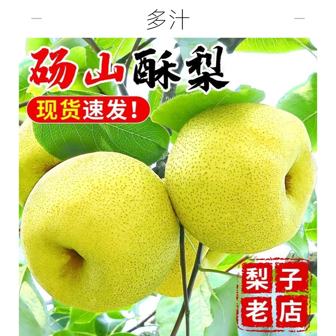 正宗砀山酥梨微黄口感更佳纯甜新鲜水果梨子砀山梨爆甜酥脆可口