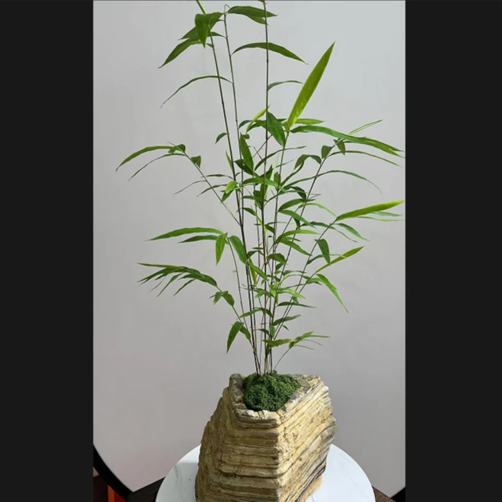 儒雅堂一物一拍竹中天花板正宗台湾内门竹，棕竹，观音竹，办公首选