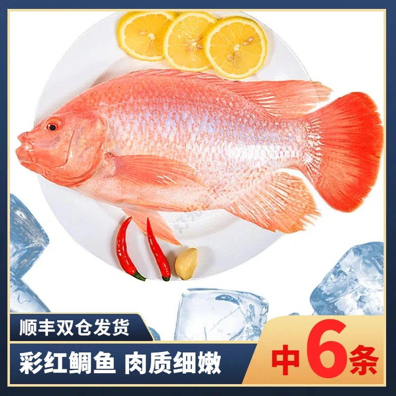 6斤6条彩红鲷鱼(代杀去肚)杀后到手约5斤 速冻非活发送1盒豆豉