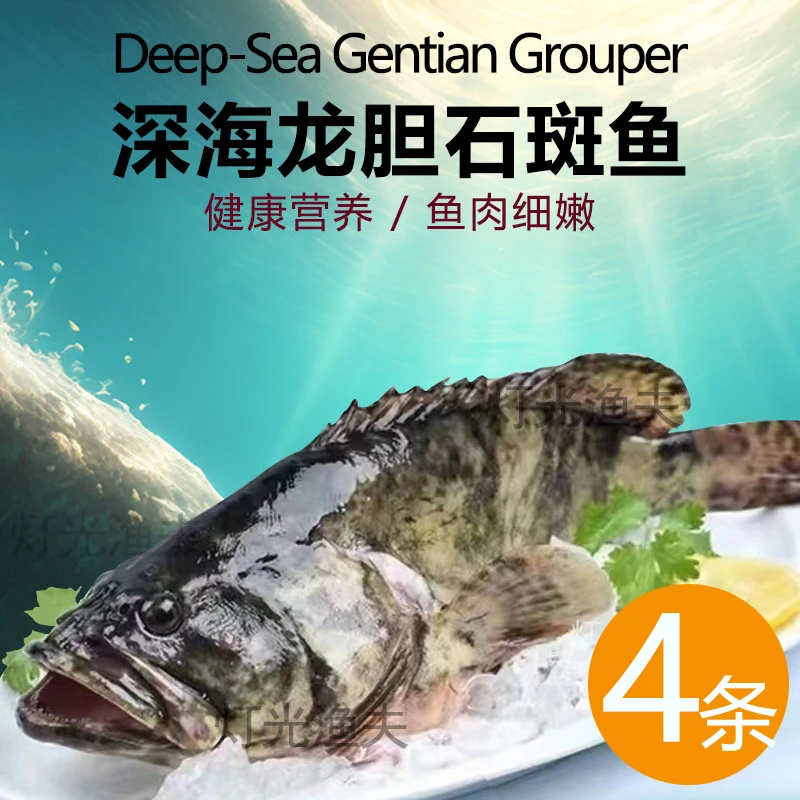 龙胆珍珠斑4条共4斤 活鱼速冻非活发 约400g-600g/条