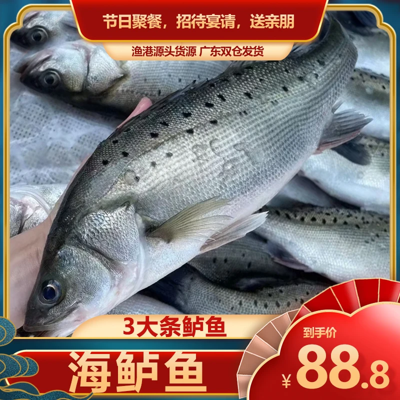 5斤共3条新鲜海鲈鱼 鲜活速冻非活发