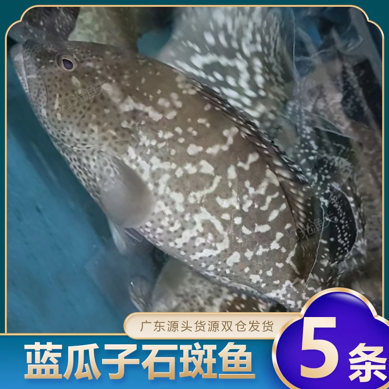 J蓝瓜子斑4斤共5条石斑鱼 活鱼速冻非活发 约7-9两/条左右