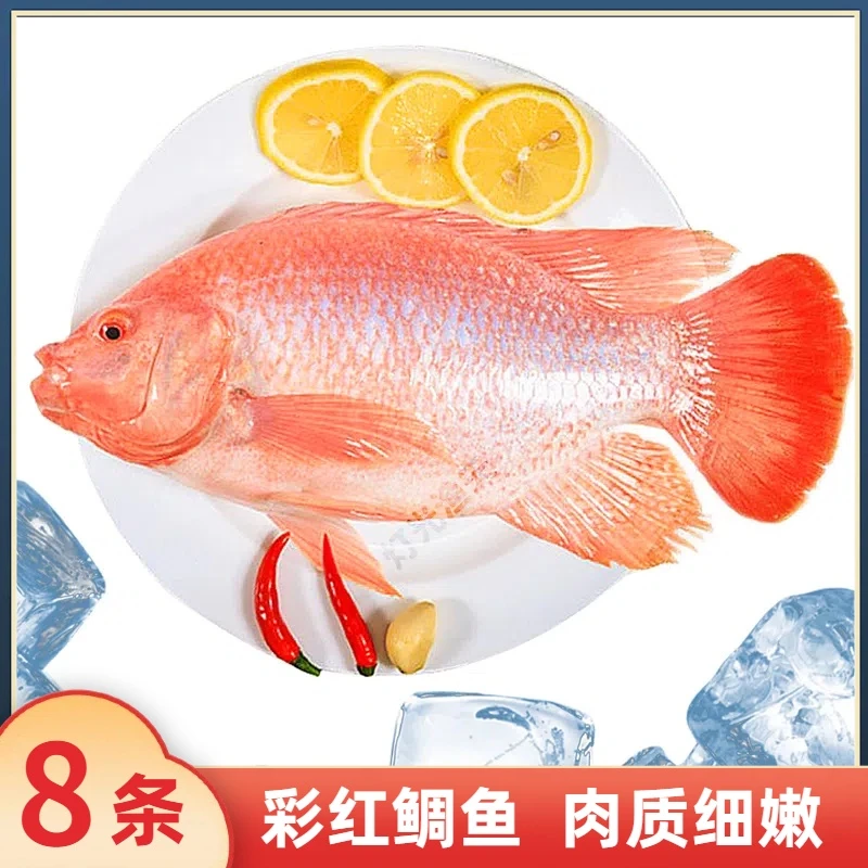 6斤8条彩红鲷鱼(代杀去肚) 杀后到手约5斤 速冻非活发 送2包豆豉