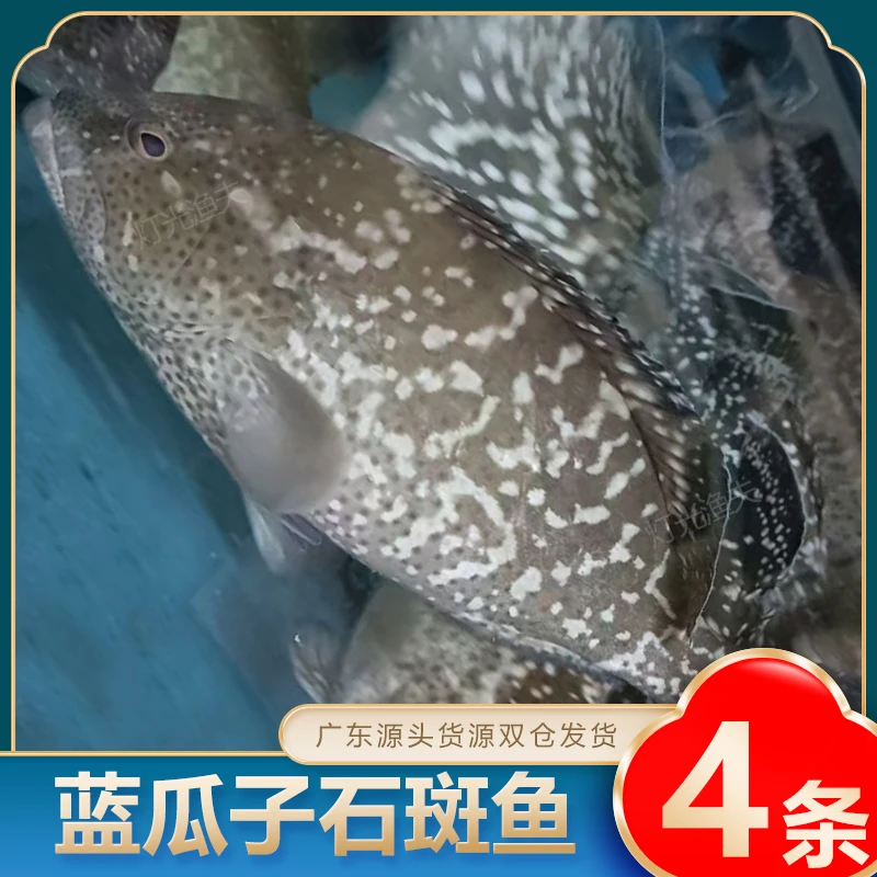 J蓝瓜子斑4斤共4条  肉质鲜嫩石斑鱼   速冻非活发