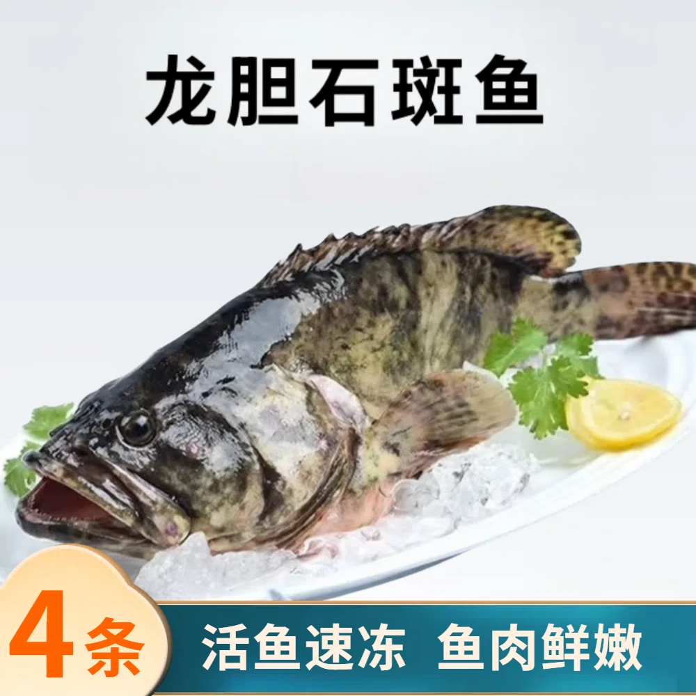 龙胆珍珠斑4条共4斤  活鱼速冻非活发 约400g-600g/条