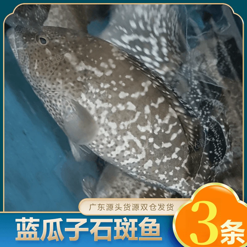 J蓝瓜子斑4斤共3条 活鱼速冻非活发  不帮杀