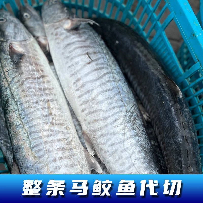 15斤-30斤特大横纹康氏马鲛鱼 广东博贺港深海捕捞速冻原条代切
