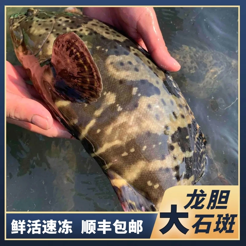 J龙胆石斑鱼2条共2.8斤 活鱼速冻非活发 顺丰包邮