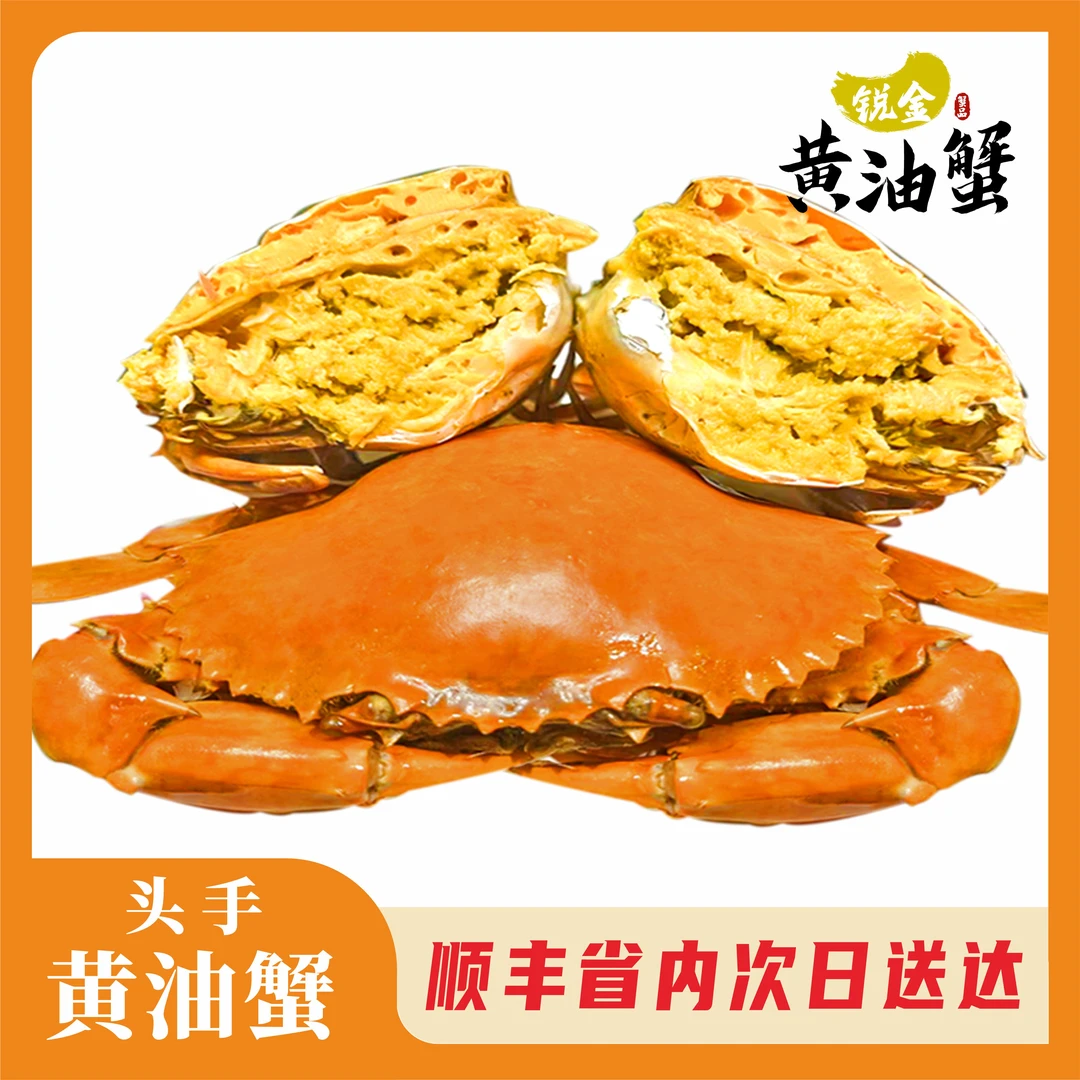 【邱锐金膏油黄油蟹】头手黄油蟹 原产地直发 黄油含量保90%以上