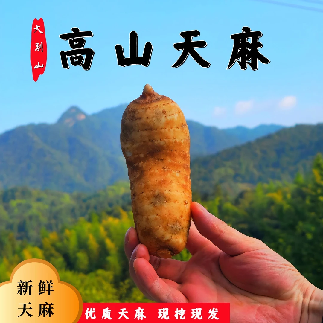 新鲜天麻 精品大果2-3个/斤 金寨大别山高山仿野种植 现挖 顺丰