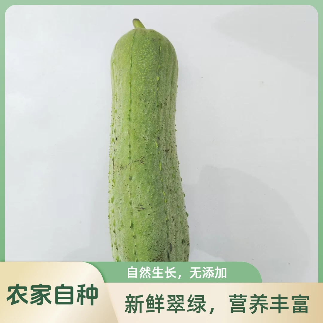 Y农家自种丝瓜 散装3斤