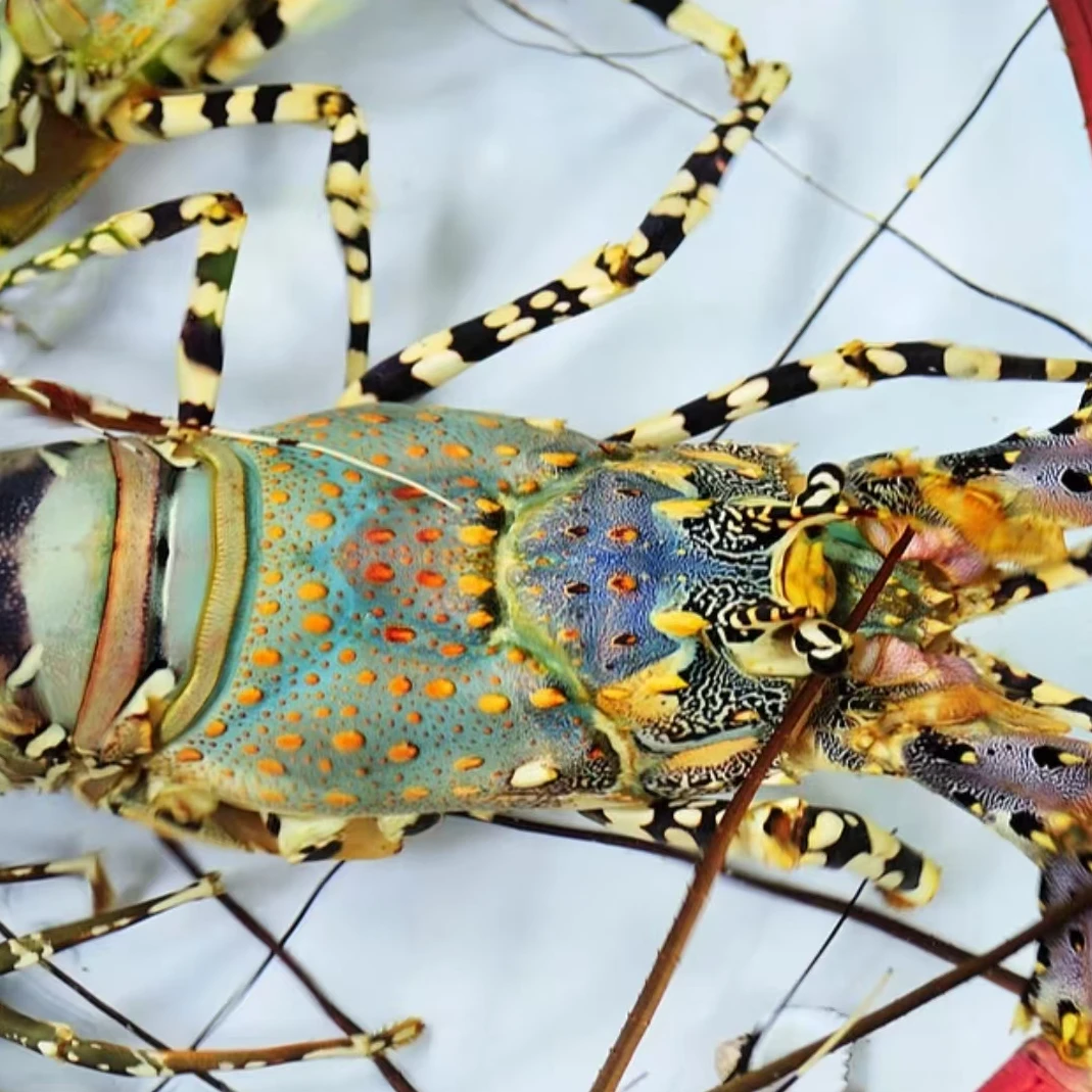 海捕超大花龙虾 锦绣龙虾 活冻锁鲜 送礼优选 肉厚肥美