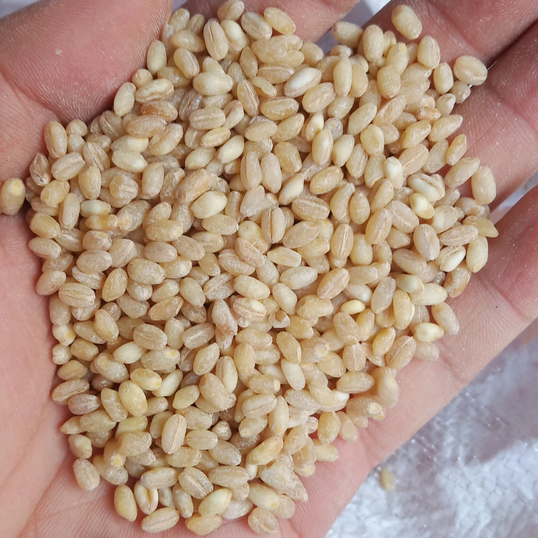 小麦仁     高粱米