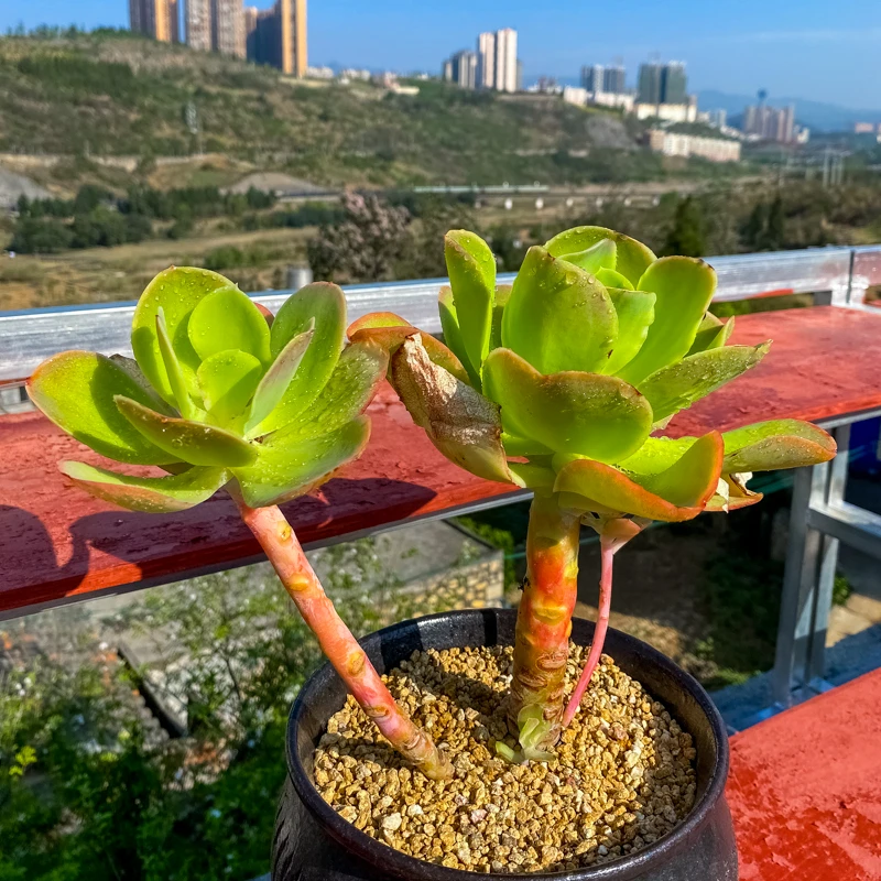 801-900号9月6日果之淘多肉一物一拍满18包邮