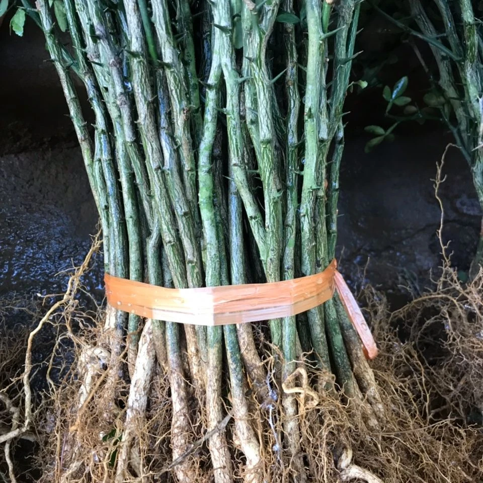 枳壳树苗植物带刺枸橘桔树苗芽苗砧木木姜子苗积壳苗大小苗1000棵