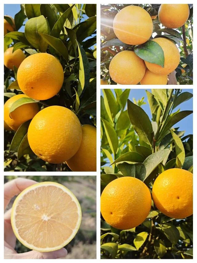 广西柳丁橙产地直发皮薄清甜无渣爆汁甜橙4.6斤装坏损包退