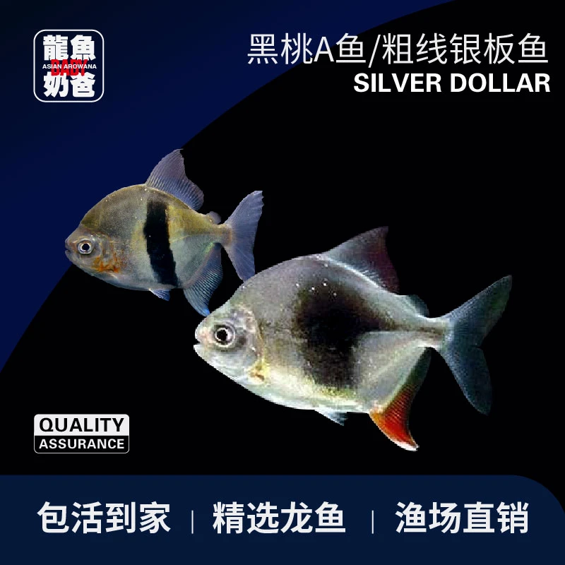 粗线银板鱼黑桃A银板虎纹银板细线银板鱼活体龙鱼配鱼中层热带鱼
