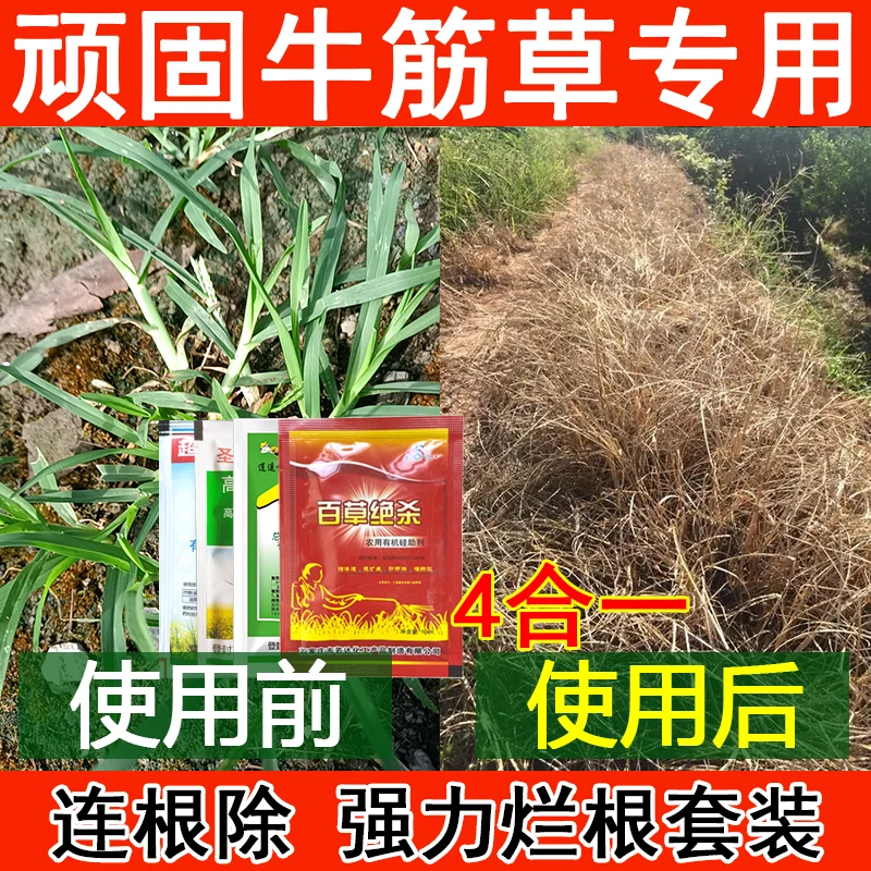爱丰收除牛筋草专用百草绝杀连根除套牛筋草强力除草剂增效渗透性