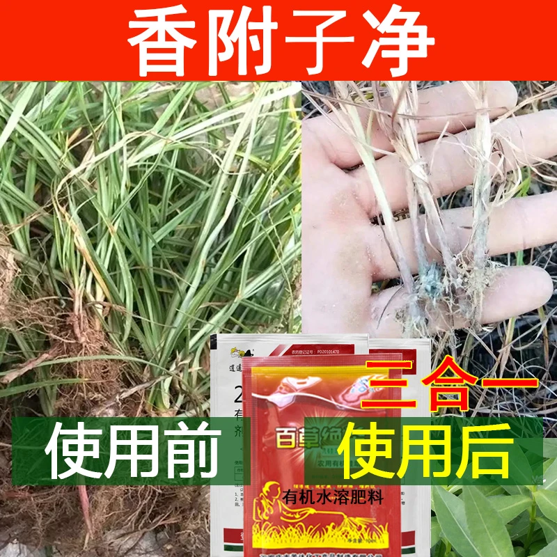 爱丰收除香附子专用梭梭草连根除套餐香附子强力除草剂增效渗透性