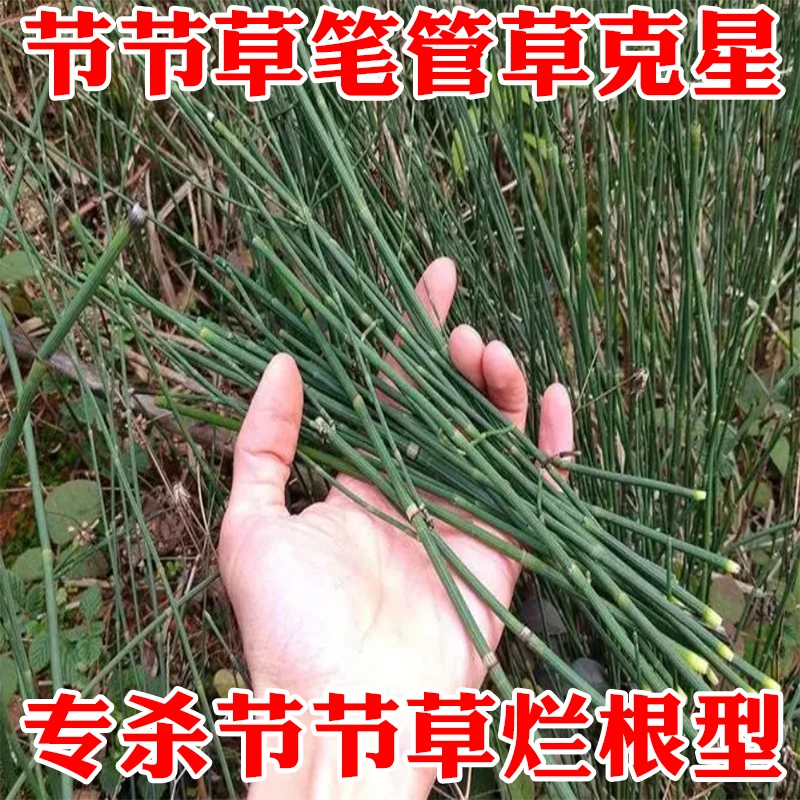 爱丰收专杀节节草克星烂根连根除革命草笔管草专用除草剂方药除草