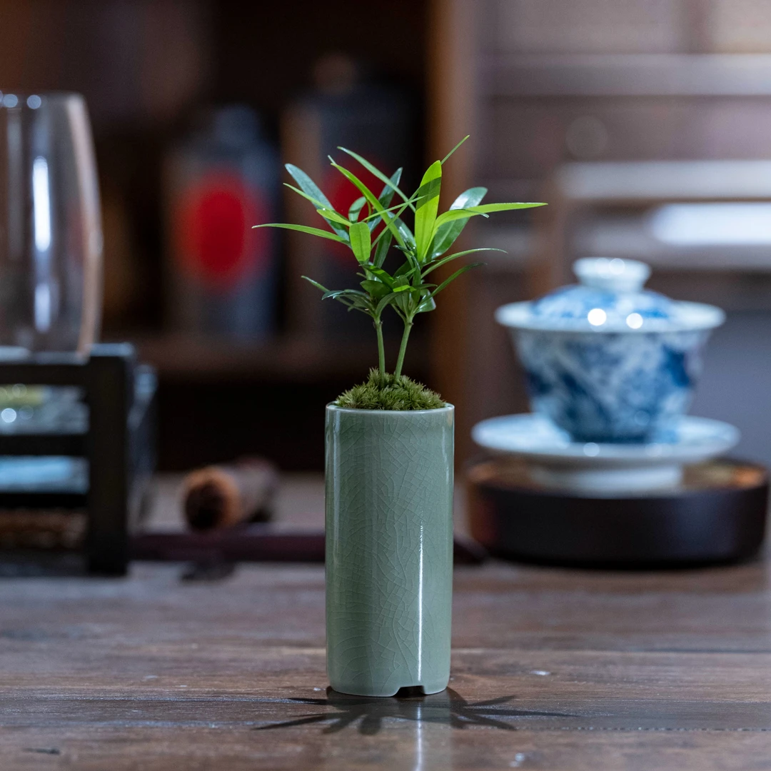 迷你小盆栽罗汉松桌面绿植盆栽办公桌绿植观赏迷你生态瓶小种植