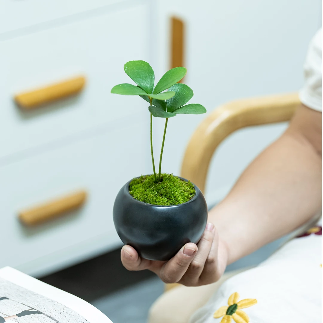 幸运植物四叶草盆栽墨西哥铁桌面迷你小盆栽办公桌面摆件室内盆栽