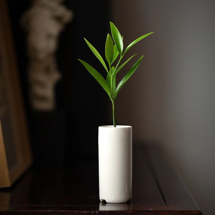 创意桌面发货小盆栽幸运草竹柏绿植室内耐阴植物办公桌面摆件植物