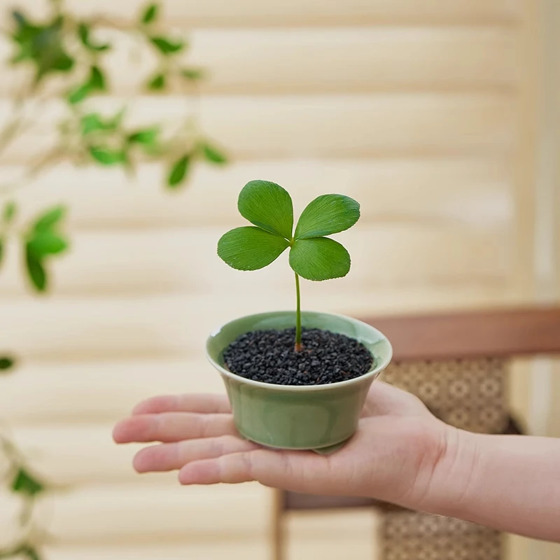 四叶草幸运草迷你墨西哥铁迷你绿植桌面创意微景观室内耐阴好养