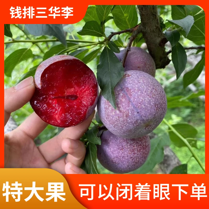 【顺丰专线】钱排三华李2025新鲜采摘广东茂名信宜红心李子开胃好吃