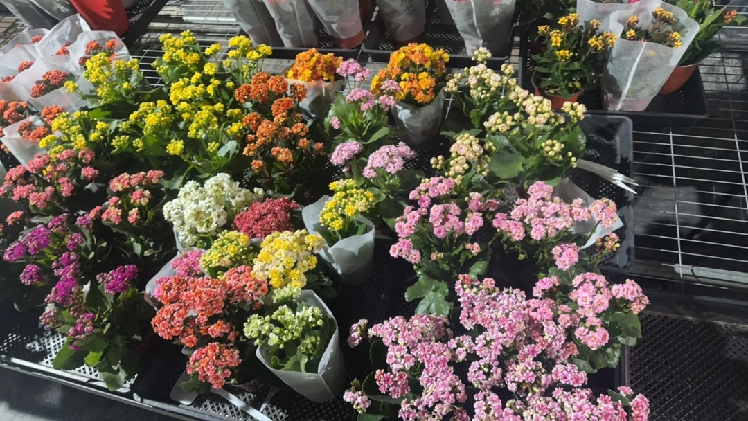 束漫—长寿，带花苞发货，运输过程出现叶片折损属于正常建议误拍。