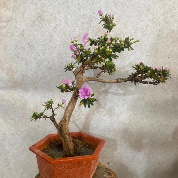 毛杜鹃嫁接春鹃品名：岸牡丹，花开重瓣紫色或淡紫色窗台庭院春季