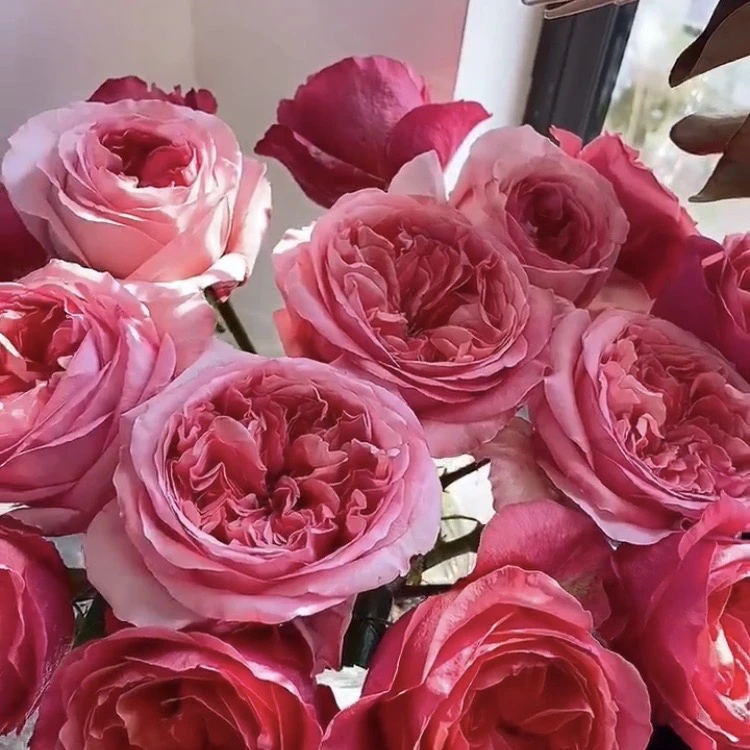 粉色爆炸/伦敦眼 根接苗 匠人月季 玫瑰花 四季开花阳台盆栽植物