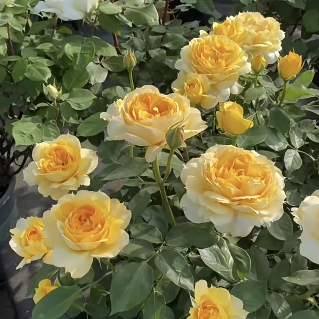 阳光古董 根接苗 匠人月季 玫瑰花 四季开花阳台盆栽植物