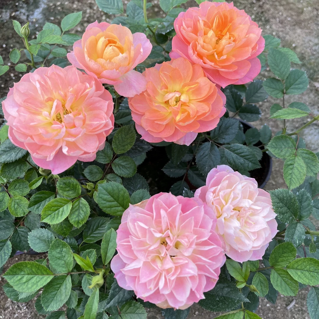 莲花果汁 根接苗 匠人月季 玫瑰花 四季开花阳台盆栽植物