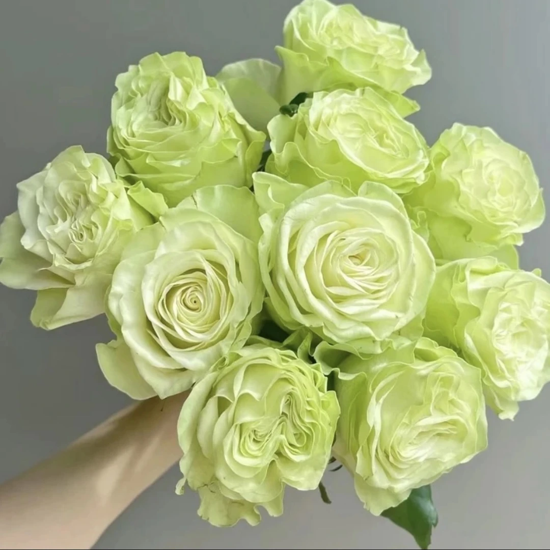 浪漫格林 根接苗匠人月季绿色玫瑰花四季开花阳台盆栽植物鲜花