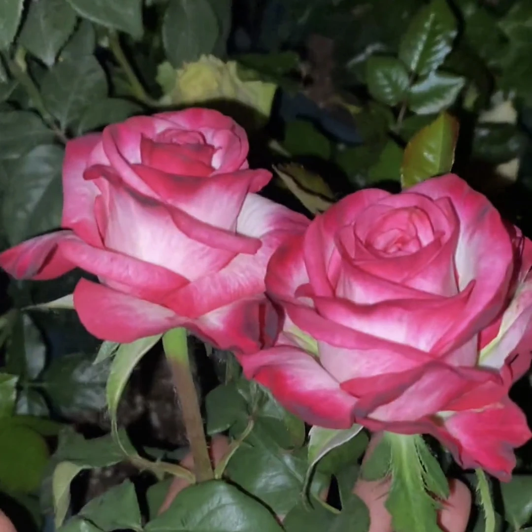 歌莎根接苗匠人月季月季花月季玫瑰玫瑰花四季开花阳台盆栽植物