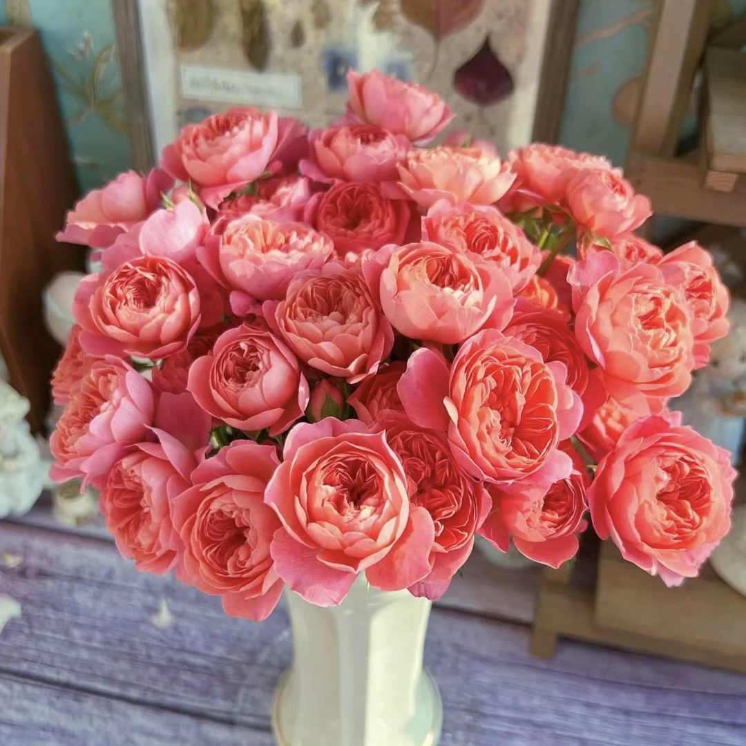 橙红果汁/爱马仕 根接苗 匠人月季 玫瑰花 四季开花阳台盆栽植物