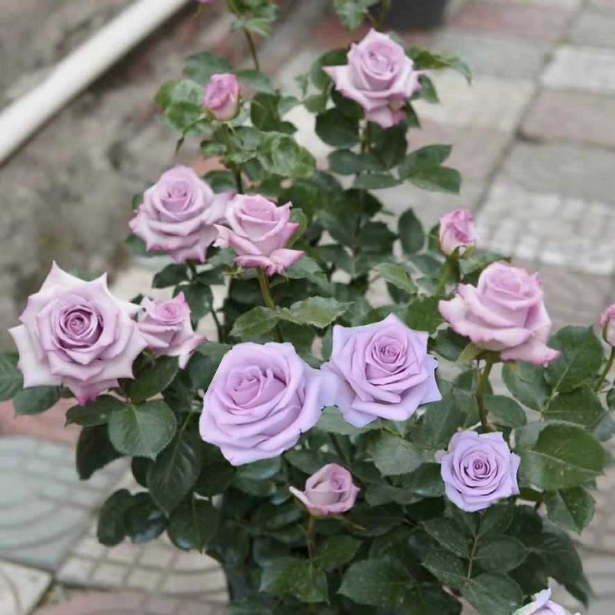 紫色迷雾/紫雾 根接苗 匠人月季 玫瑰花 四季开花阳台盆栽植物