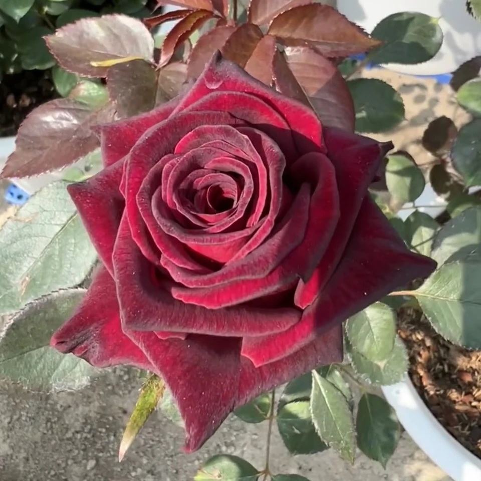 暗香 根接苗 匠人月季 玫瑰花 四季开花阳台盆栽植物