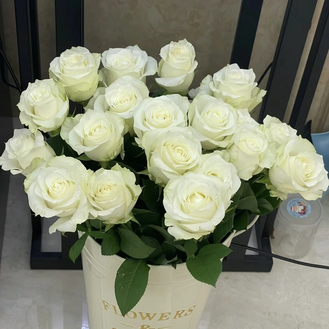 骄傲 根接苗 匠人月季 玫瑰花 四季开花阳台盆栽植物