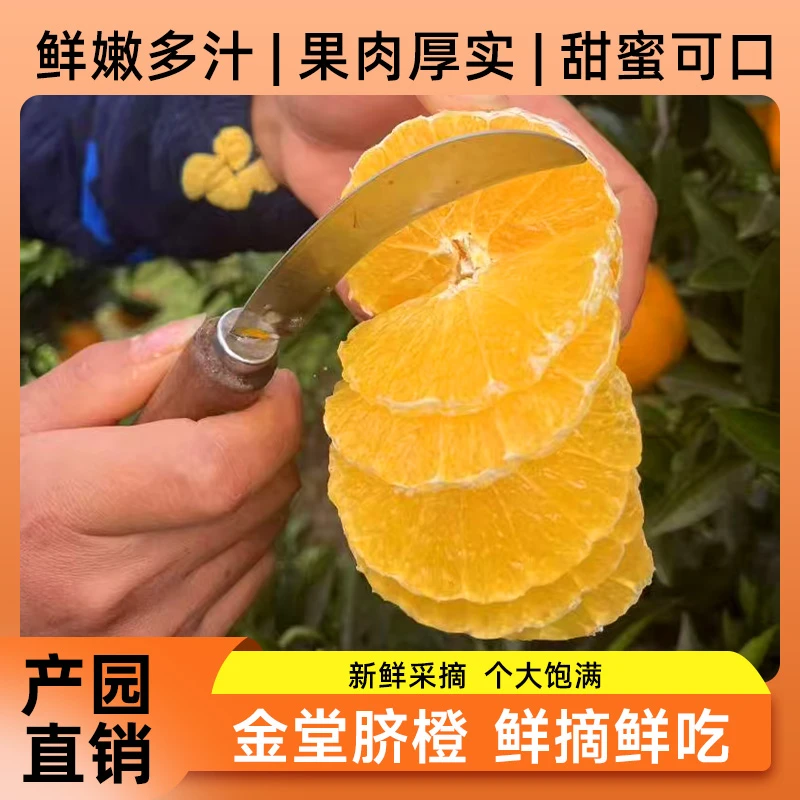 正宗三溪脐橙新鲜水果现摘现发多汁甜橙子产地直供包邮