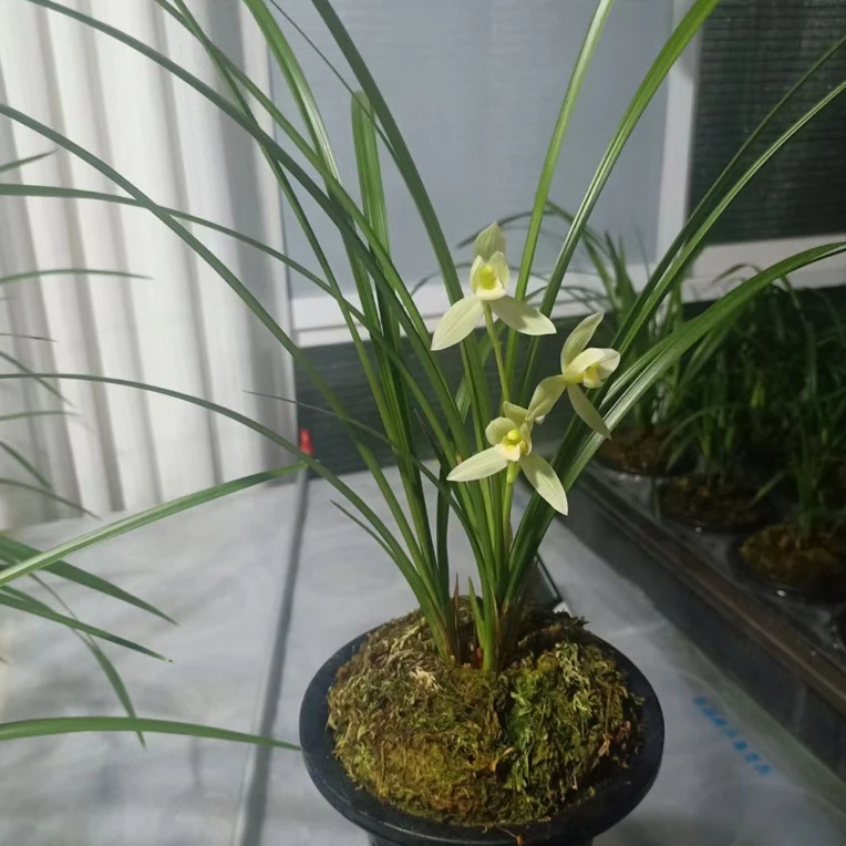 莲瓣兰实物一物一拍