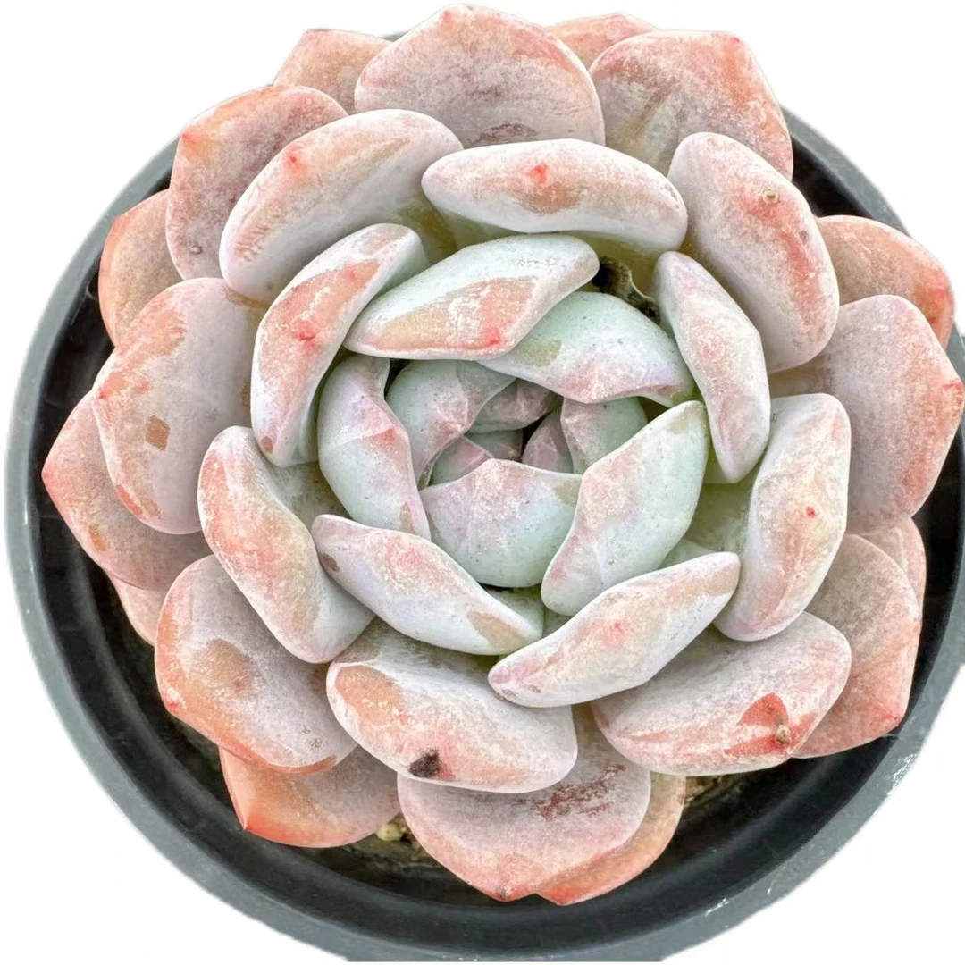 洋洋多肉（单头起橙梦露）满19包邮 以直播间展示为准 多肉植物