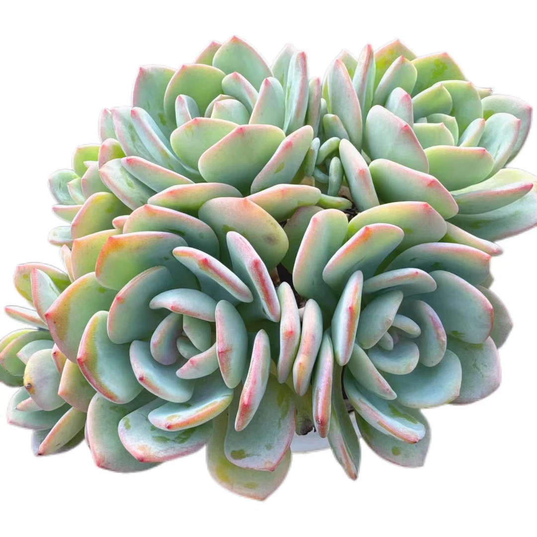 洋洋多肉（白月光群） 满19包邮 以直播间展示为准 多肉植物