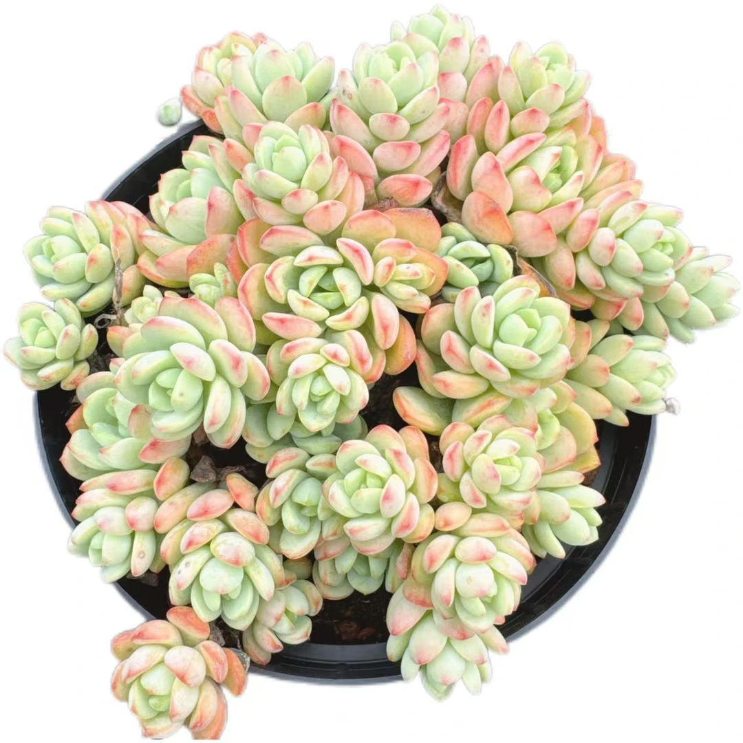 洋洋多肉（老桩奥霜群）满19 包邮 以直播间展示为准 多肉植物