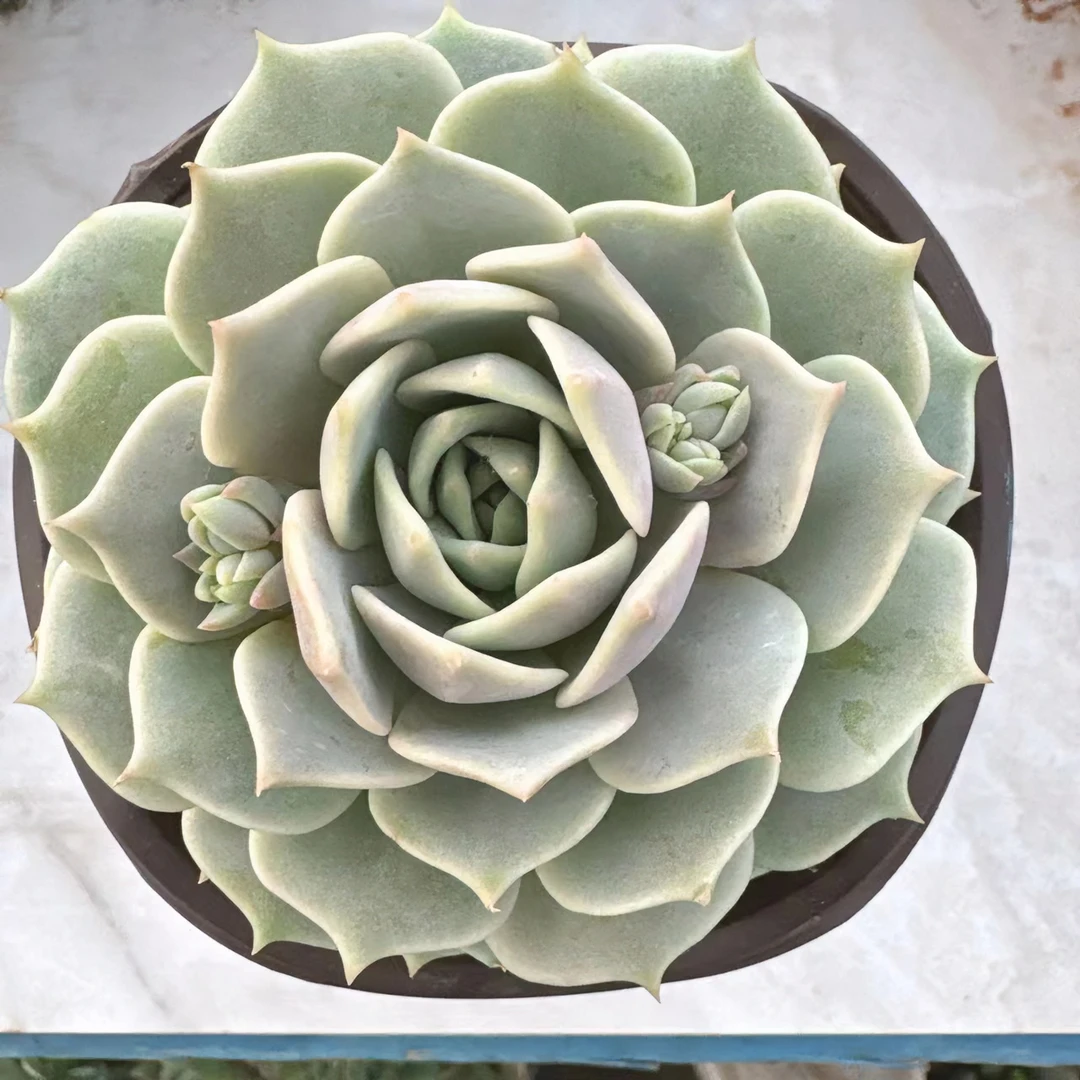 洋洋多肉（露娜莲）满19包邮   云南基地直发 新手皮实好养 耐高温