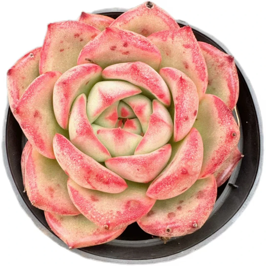 洋洋多肉（皮蛋）满19包邮 以直播间展示为准 多肉植物