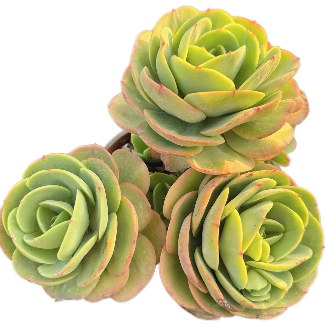 洋洋多肉（鸡蛋碧桃杆子嫩桩）19包邮 多肉植物 云南基地直发